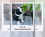 Puppy Princess Border Collie