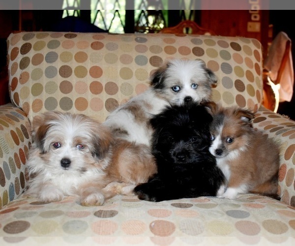 Medium Photo #36 Pom-Shi Puppy For Sale in DINWIDDIE, VA, USA