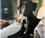 Small #1 Greyhound Mix