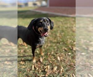 Beagle-Unknown Mix Dogs for adoption in West Valley, UT, USA