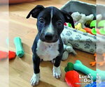 Small #3 Labrador Retriever Mix