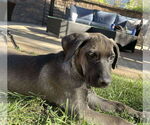 Small Labrador Retriever Mix