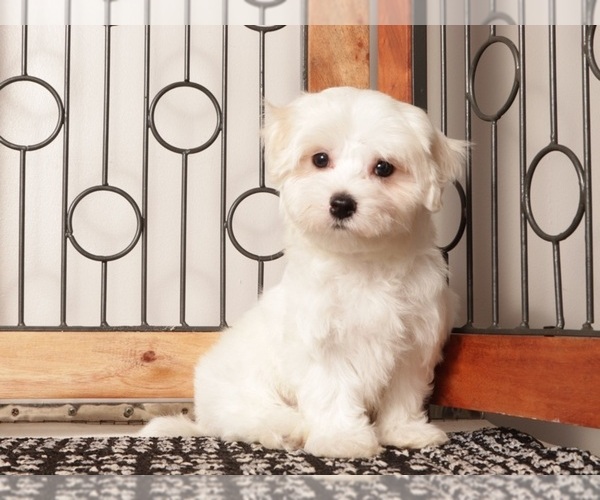 Medium Photo #4 Maltese Puppy For Sale in NAPLES, FL, USA