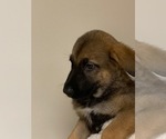 Small Photo #17 German Shepherd Dog Puppy For Sale in FALMOUTH, VA, USA