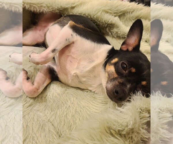 Medium Photo #25 Rat-Cha Puppy For Sale in San Francisco, CA, USA