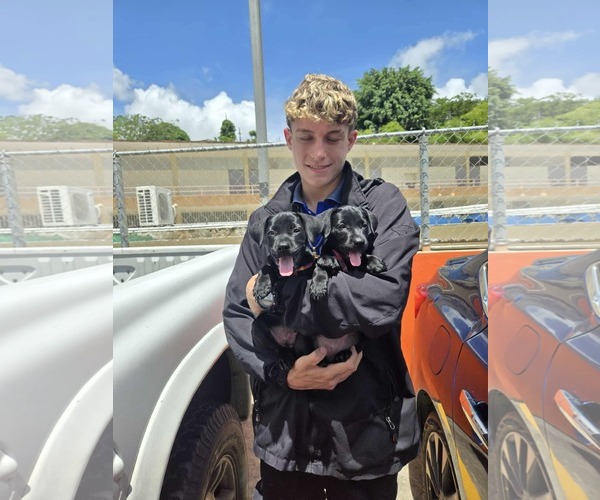 Medium Photo #2 Dachshund-Labrador Retriever Mix Puppy For Sale in Virginia Beach, VA, USA