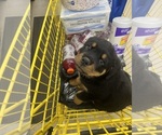 Small #4 Rottweiler
