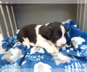 Weimaraner Puppy for sale in OLATHE, CO, USA