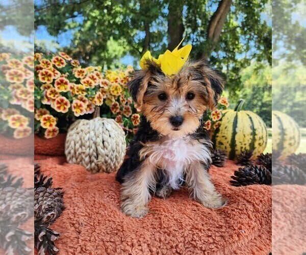 Medium Photo #3 Yorkshire Terrier Puppy For Sale in INDIANAPOLIS, IN, USA