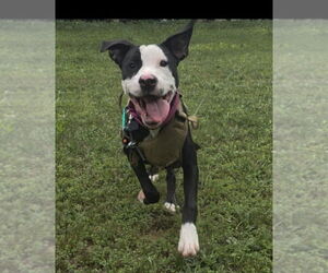 American Pit Bull Terrier-Unknown Mix Dogs for adoption in Spotsylvania, VA, USA
