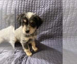 Small Photo #6 Australian Cattle Dog-Poodle (Miniature) Mix Puppy For Sale in NEWPORT BEACH, CA, USA