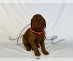 Small Photo #51 Goldendoodle Puppy For Sale in ABILENE, TX, USA