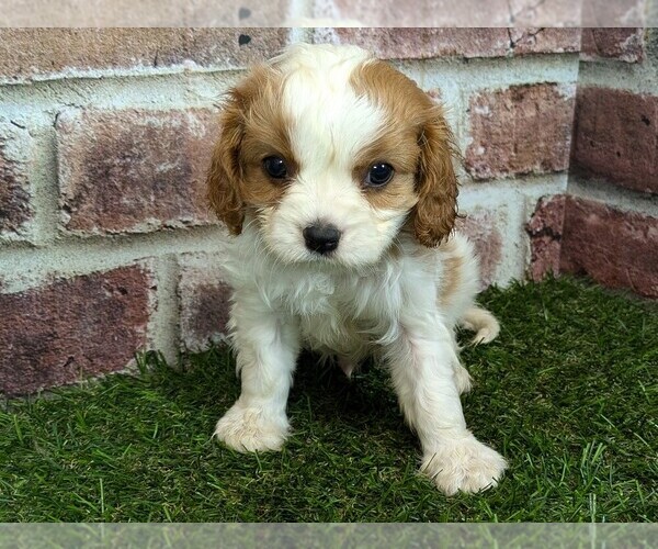 Medium Photo #3 Cavalier King Charles Spaniel Puppy For Sale in MOBERLY, MO, USA