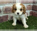Small #2 Cavalier King Charles Spaniel