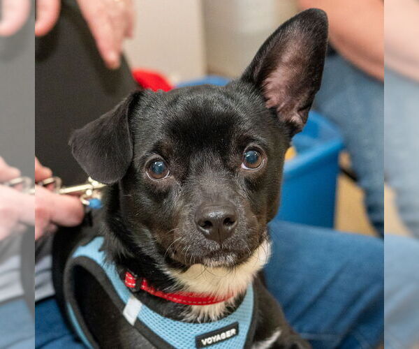 Medium Photo #6 Chug Puppy For Sale in Mundelein, IL, USA