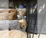 Small Photo #16 Golden Retriever Puppy For Sale in WASHINGTON, DC, USA