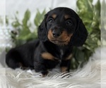 Small #1 Dachshund