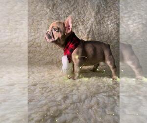 French Bulldog Puppy for sale in BOSTON, MA, USA