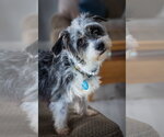 Small Mutt