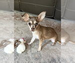 Small #2 Chihuahua Mix