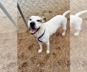 Mutt Dogs for adoption in Shelburne, VT, USA