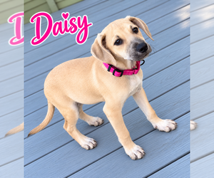 Black Mouth Cur-Labrador Retriever Mix Dogs for adoption in Des Moines, IA, USA