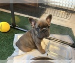 Puppy 5 French Bulldog