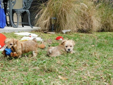 Medium Photo #5 Morkie Puppy For Sale in ORLANDO, FL, USA