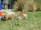 Small Photo #5 Morkie Puppy For Sale in ORLANDO, FL, USA