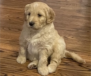 Double Doodle Puppy for sale in COLLIERVILLE, TN, USA