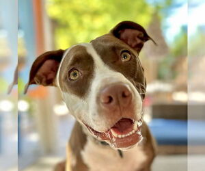 American Pit Bull Terrier Dogs for adoption in Citrus Heights, CA, USA