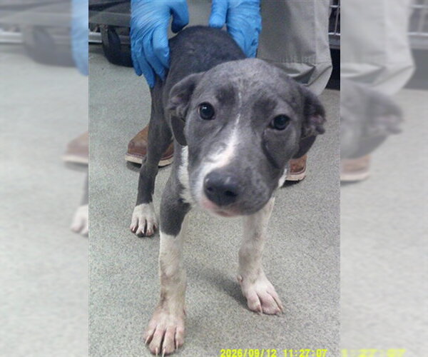 Medium Photo #1 Staffordshire Bull Terrier-Unknown Mix Puppy For Sale in Oklahoma City, OK, USA