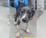 A480651 - Female Staffordshire Bull Terrier-Unknown Mix Dog for Adoption - Small photo