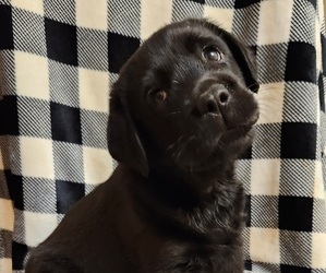 Labrador Retriever Puppy for sale in HOSCHTON, GA, USA