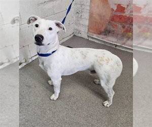 Labrador Retriever-Unknown Mix Dogs for adoption in San Diego, CA, USA