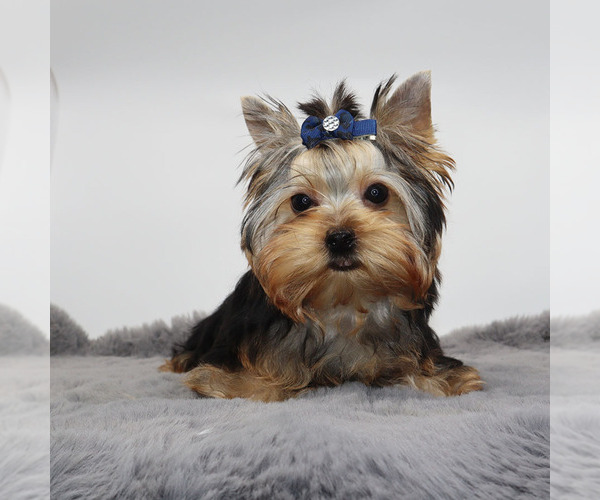 Medium Photo #3 Yorkshire Terrier Puppy For Sale in LOS ANGELES, CA, USA