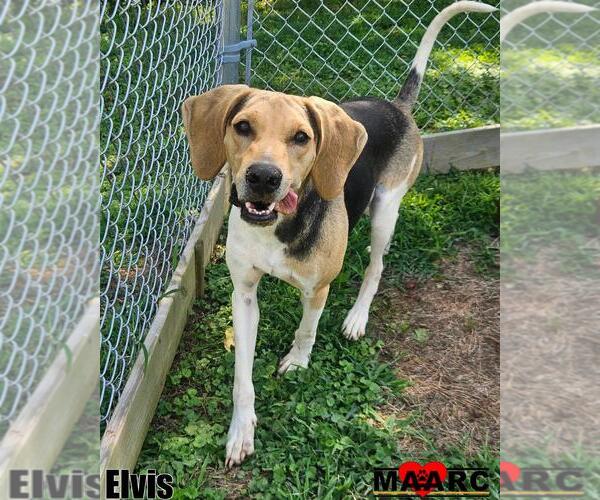 Medium Photo #5 Mutt Puppy For Sale in Maryville, TN, USA