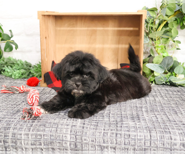 Medium Photo #5 ShihPoo Puppy For Sale in SYRACUSE, IN, USA
