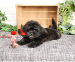Small #4 ShihPoo