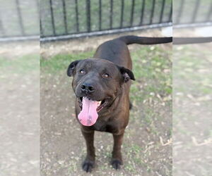 DALE - Male Labrador Retriever-Unknown Mix Dog for Adoption - Photo #2