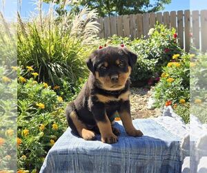 Rottweiler Puppy for sale in SHIPPENSBURG, PA, USA