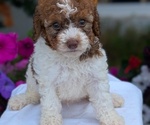 Small Photo #22 Maltipoo (Toy) Puppy For Sale in GOSHEN, IN, USA