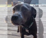 Small Labrador Retriever Mix