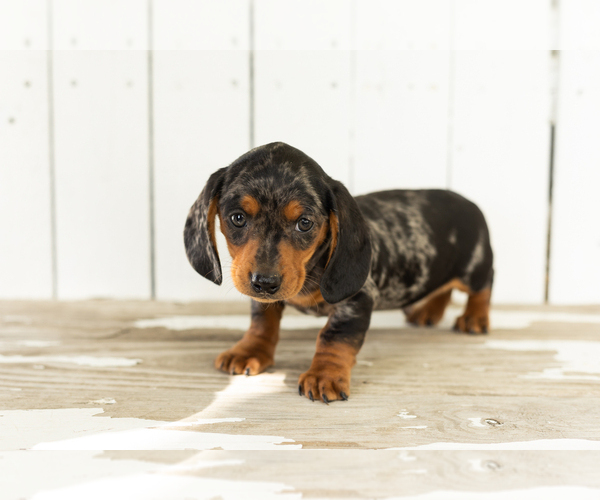 Medium Photo #2 Dachshund Puppy For Sale in BREMEN, IN, USA