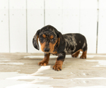 Small #1 Dachshund