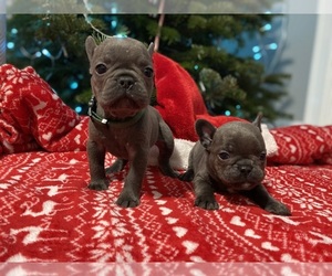 French Bulldog Puppy for sale in PUYALLUP, WA, USA