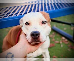 Mutt Dogs for adoption in Orlando, FL, USA