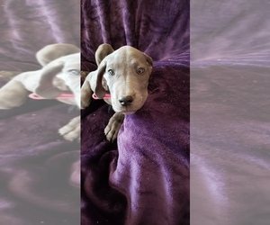 Great Dane Puppy for sale in VAIL, AZ, USA