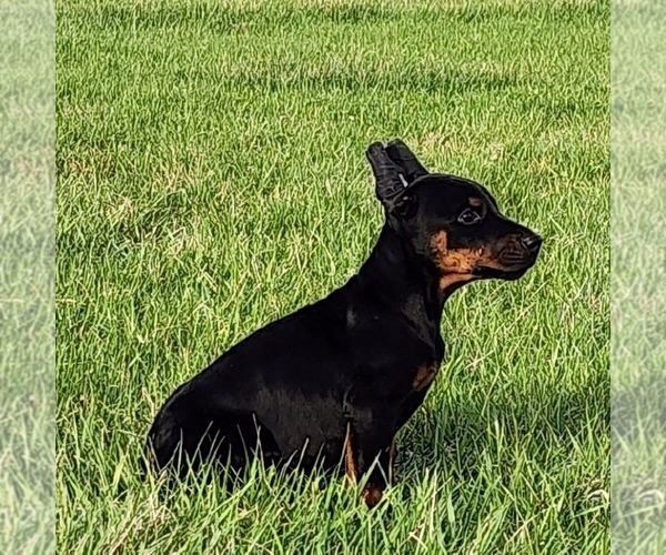 Medium Photo #4 Doberman Pinscher Puppy For Sale in MARYSVILLE, IN, USA