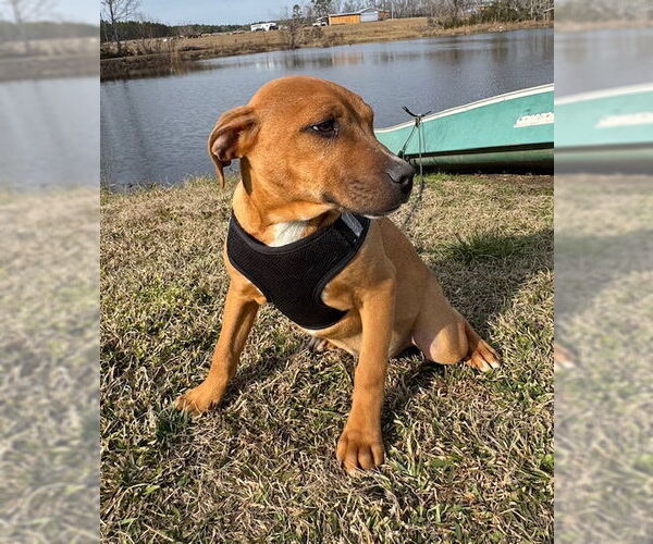 Medium Photo #5 Bulldog-Labrador Retriever Mix Puppy For Sale in Tarrytown, GA, USA